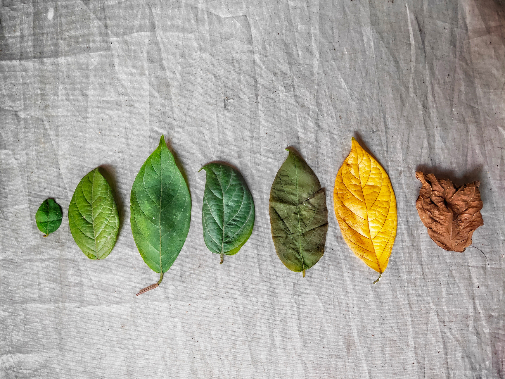 Life cycle of a leaf.